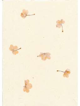 Gampipapier met bloemenmix,...