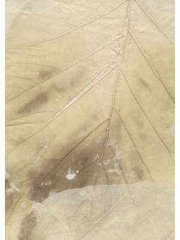 Licht Beige Mulberrypapier...